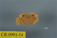 藏品(平背蜞)的圖片